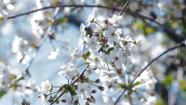 cherry blossoms, trees swaying in the wind, fruit orchards blooming