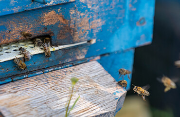 Selective focus shot of bees flying into blue hive.