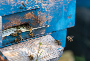 Selective focus shot of bees in flight.