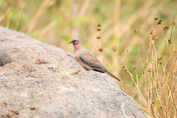 Laughing dove standing on a rock - Bird photography