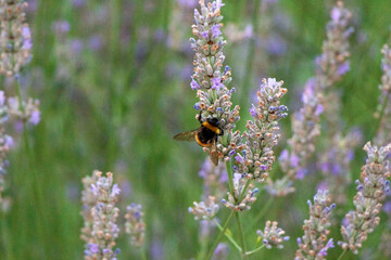 Biene auf Lavendel