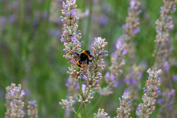 Biene auf Lavendel