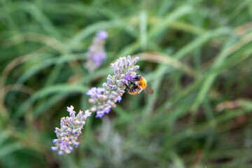 Biene auf Lavendel
