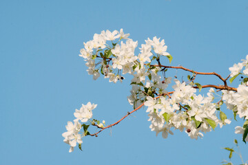 Apple trees in bloom. Beautiful background. Gardening concept. Herbicides, processing and care of fruit trees.