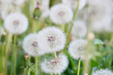 Dandelions. Plantation of beautiful flowers, mother and stepmother. Medicinal plants, insemination period. Beautiful background.