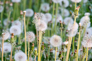 Dandelions. Plantation of beautiful flowers, mother and stepmother. Medicinal plants, insemination period. Beautiful background.