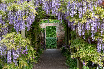 Wisteria tunnel at Eastcote House Gardens, London Borough of Hillingdon. Photographed on a sunny...
