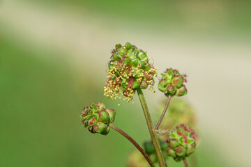 Closeup of a salad burnet bloom cluster (Sanguisorba minor).