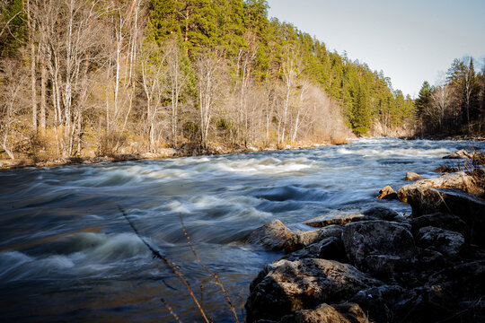 Landscape of a mountain river, rapids on the water, a powerful stream, forest nature, taiga, sunset on the water, green forest, spring flood.