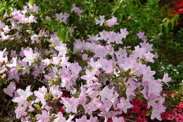 Pale pink Rhododendron 'mucronatum' in flower.