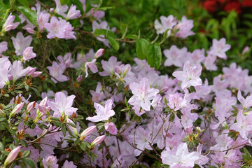 Pale pink Rhododendron 'mucronatum' in flower.