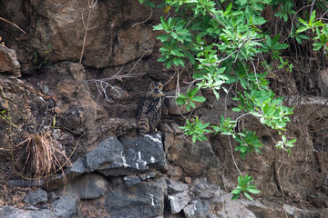 Indian Rock eagle owl perched on a rock