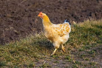 A hen with light orange feathers walks on the grass near a plowed field