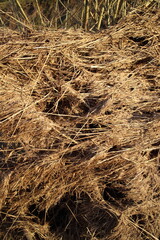 dry yellow grass in spring