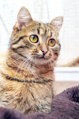 Cat, small striped kitten with attentive look close up on blurred background
