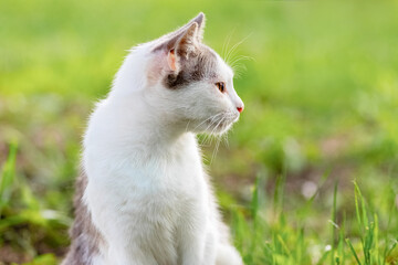 White spotted cat in the garden on a blurred background looking aside
