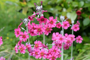Pink mealy primrose in flower.