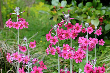 Pink mealy primrose in flower.