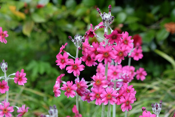 Pink mealy primrose in flower.