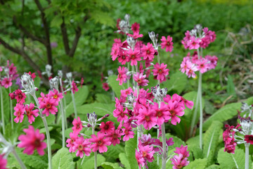 Pink mealy primrose in flower.