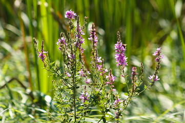 Closeup of purple loosestrife flowers with selective focus on foreground