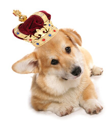 Corgi dog wearing a crown for the royal jubilee celebration cutout on a white background - obrazy, fototapety, plakaty