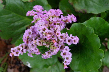 Heart leaf bergenia in flower.