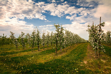 Fototapeta na wymiar sad kwitnących wiosną jabłoni