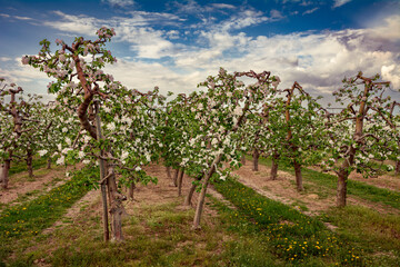sad kwitnących wiosną jabłoni