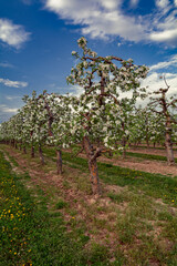 sad kwitnących wiosną jabłoni - obrazy, fototapety, plakaty