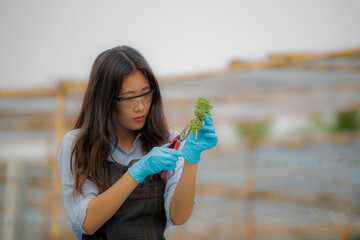 scissors trimming marijuana. Medical and Recreational Marijuana being trimmed and processed for...