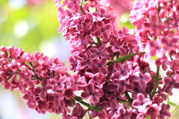 Spring flowering lilac. Light purple clusters of flowers with selective focus. Spring background or screensaver.