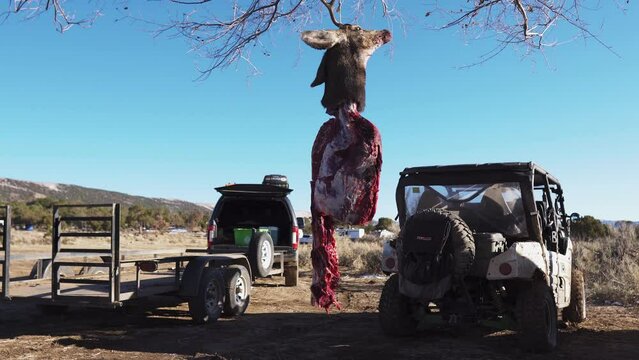 a hunter packs up his hunting gear in his car against deboning, field dressing, gralloching and flaying deer in foreground
Flying