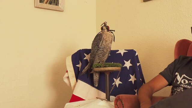 Gyr Peregrine Falcon Indoor Training Closed Eyes Tied With Hood.