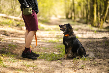 Pies siedzi przed swoim właścicielem na spacerze w lesie