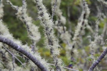 Closeup of a tree bark with moss. The bark of the tree is covered with moss.