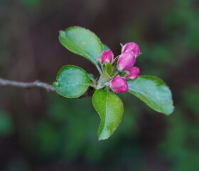 apple blossom,apfelblüte