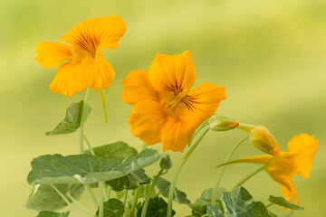 Obraz premium Yellow nasturtium flowers