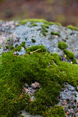 Obraz premium scotch or irish moss growing on a stone in the shape of a heart. Concept of loving to garden.