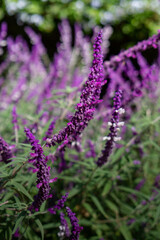 Buenos Aires, Argentina