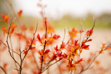 Beautiful flowering buds, the revival of nature, the background, macro photography of flowers, blooming leaves. Beautiful red branches with red leaves, nature background.