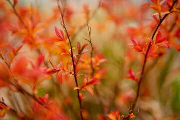 Beautiful flowering buds, the revival of nature, the background, macro photography of flowers, blooming leaves. Beautiful red branches with red leaves, nature background.