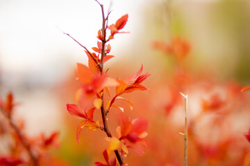 Beautiful flowering buds, the revival of nature, the background, macro photography of flowers, blooming leaves. Beautiful red branches with red leaves, nature background.