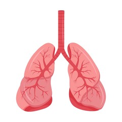 Diagram of human lungs and trachea, respiratory system, healthy lungs icon. Vector illustration isolated on a white background.