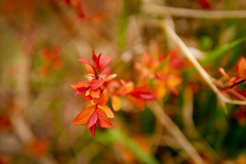 Beautiful flowering buds, the revival of nature, the background, macro photography of flowers, blooming leaves. Beautiful red branches with red leaves, nature background.