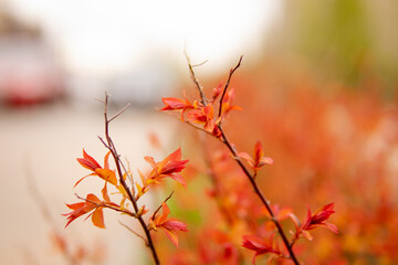Beautiful flowering buds, the revival of nature, the background, macro photography of flowers, blooming leaves. Beautiful red branches with red leaves, nature background.