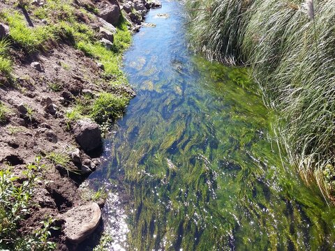 A narrow river with algae at the bottom, along the plantings. Banos Ecuador