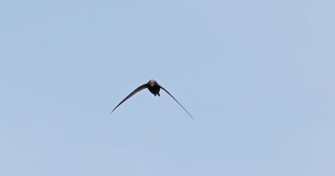 Common swift flying