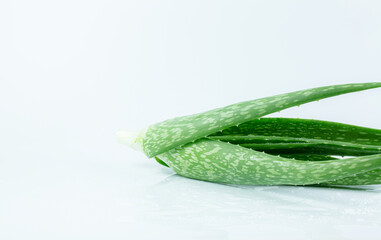Aloe vera on a white background,fresh green aloe leaves isolated on white background