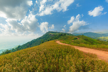 country road and mountains,Beautiful roadside view with green nature and blue sky background.